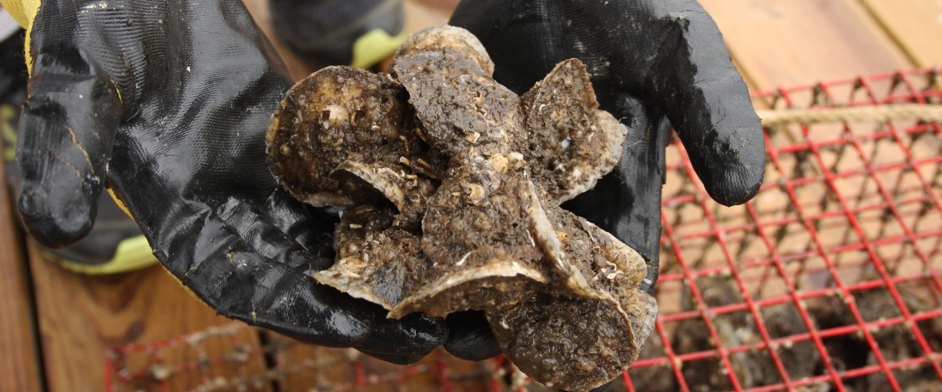 The Alabama Oyster Management Plan: A Comprehensive Guide