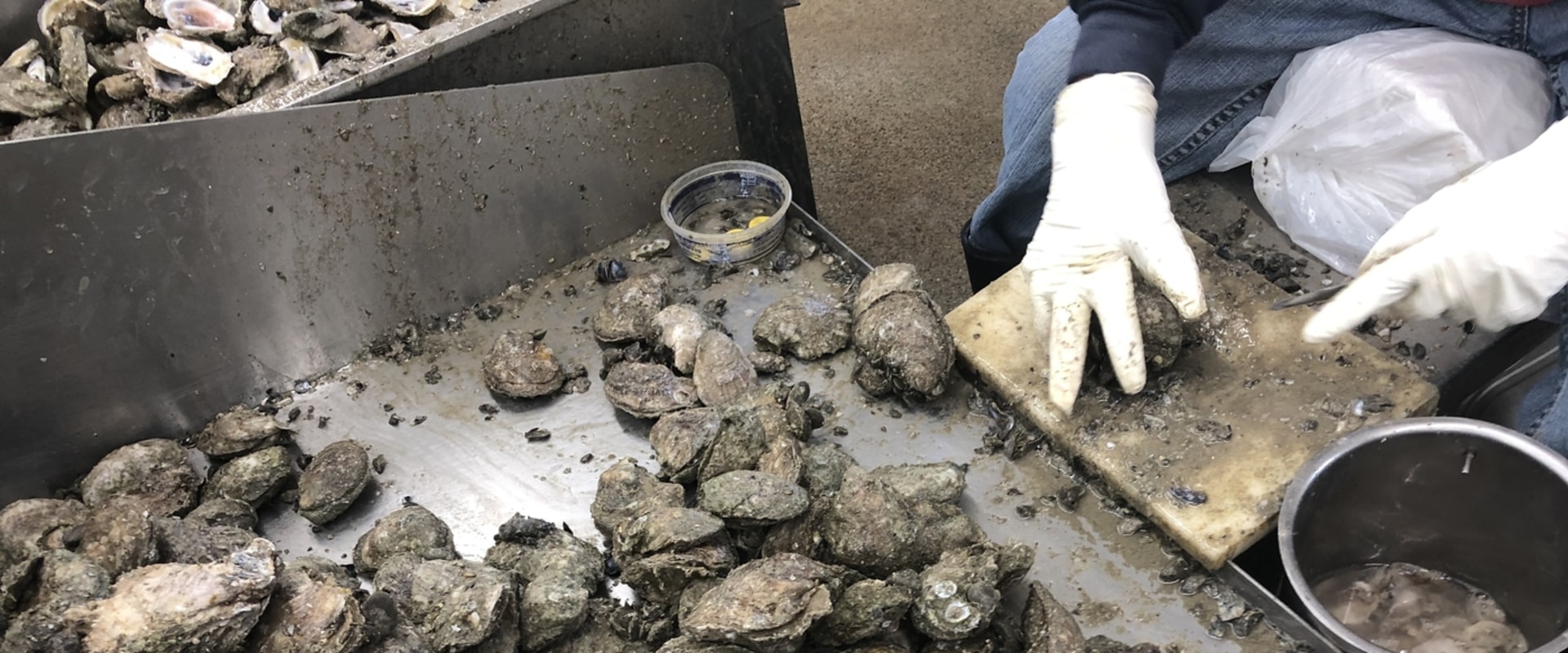 The Oyster Revolution: How the Industry is Transforming Fairhope, Alabama's Local Economy