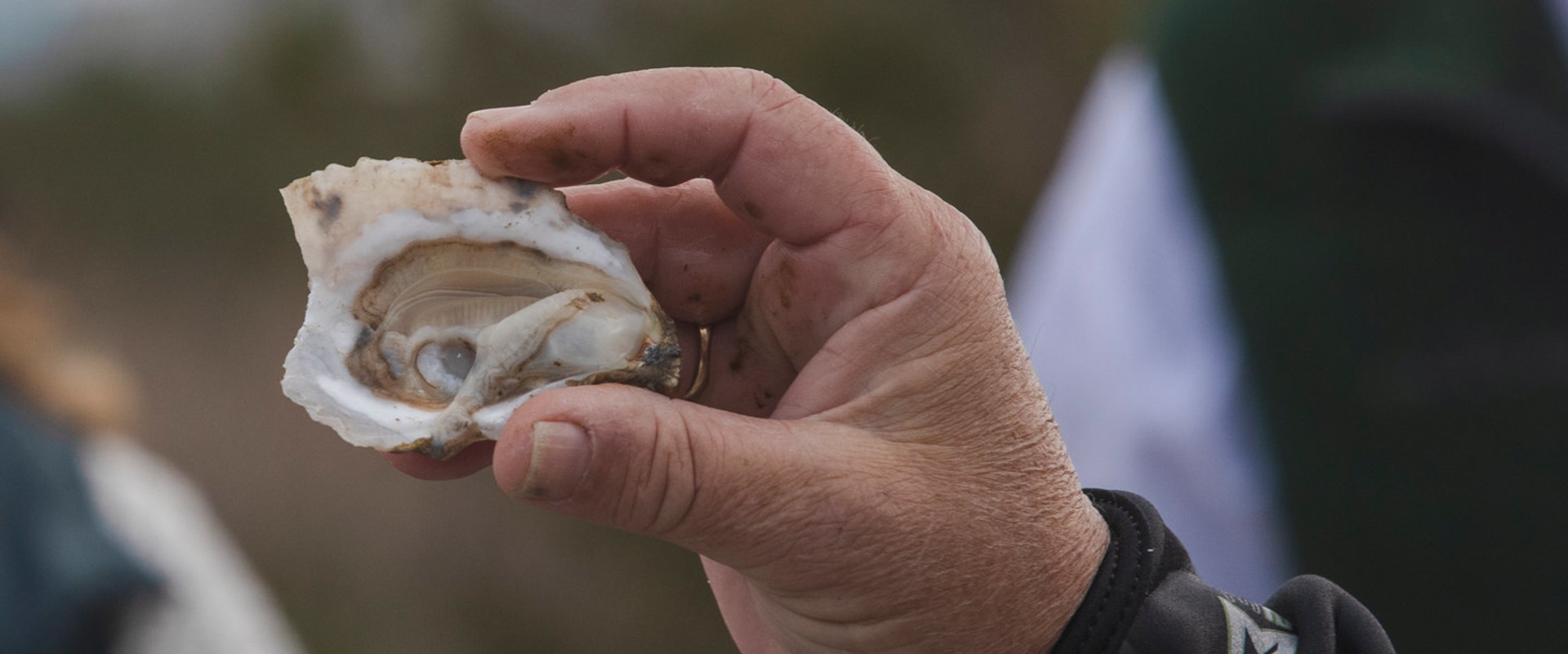 The Role of Oysters in Sustainable Seafood Practices in Fairhope, Alabama