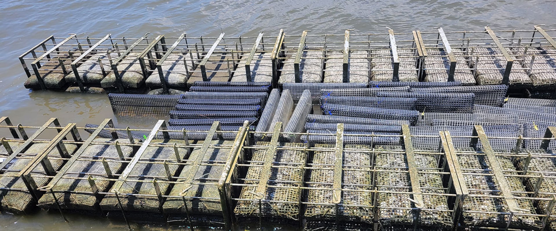 Oyster Farming in Fairhope, Alabama: Protecting the Future
