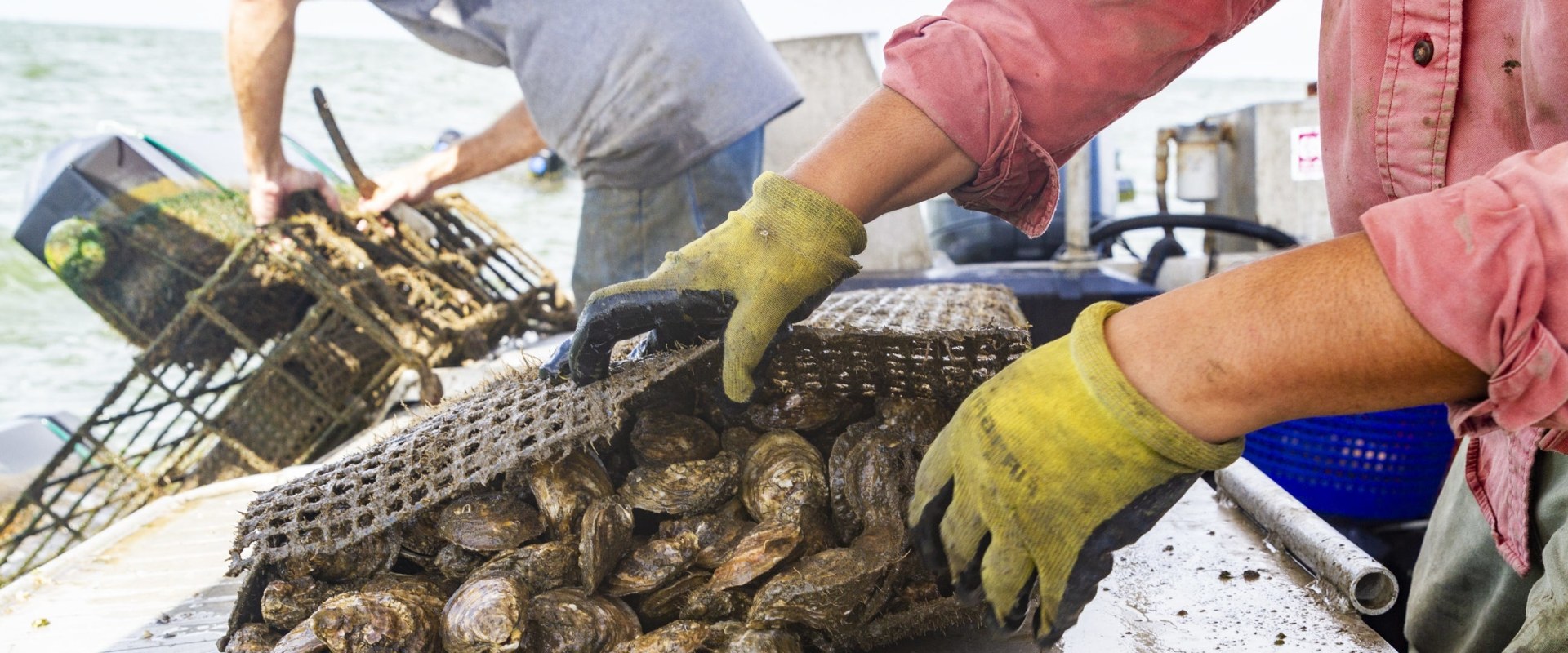 Oyster Farming and Cultivation: A Revolution in Fairhope, Alabama