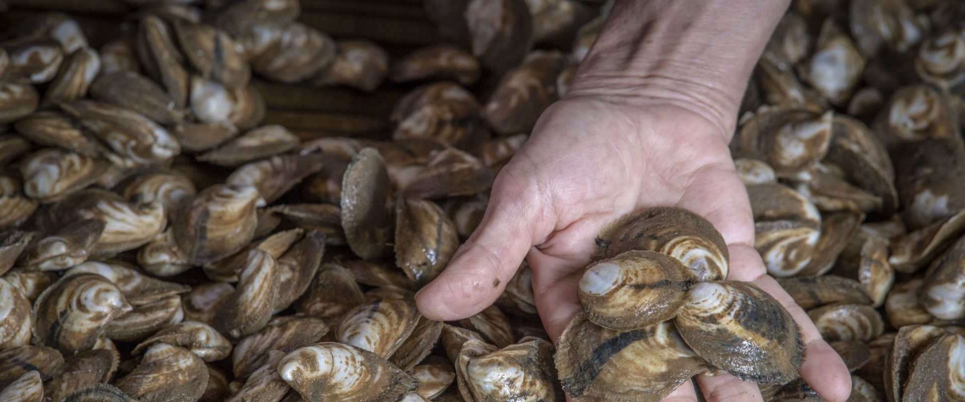 Understanding Oyster Industry Regulations in Fairhope, Alabama