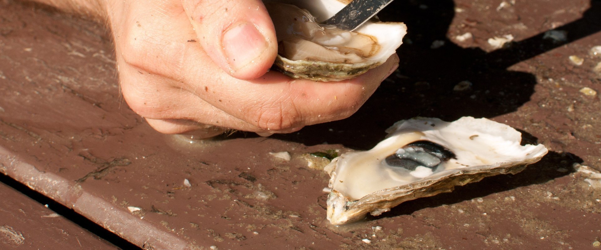 The Essential Role of Oysters in the Ecosystem of Fairhope, Alabama