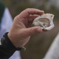 Supporting the Oyster Industry in Fairhope, Alabama: A Guide to the Mobile Bay Oyster Trail