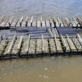 Oyster Farming in Fairhope, Alabama: Protecting the Future