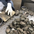 Rebuilding the Oyster Industry in Fairhope, Alabama: Challenges and Solutions
