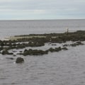 The Benefits of Oyster Reefs for Fairhope, Alabama's Waterways: A Comprehensive Guide