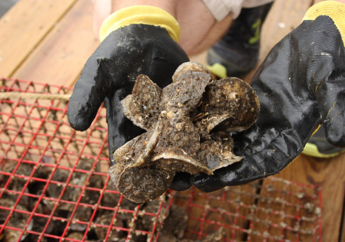 The Alabama Oyster Management Plan: A Comprehensive Guide