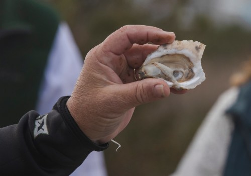 Supporting the Oyster Industry in Fairhope, Alabama: A Guide to the Mobile Bay Oyster Trail