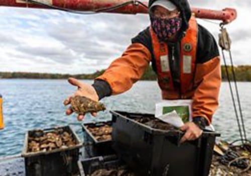 Sustainable Oyster Farming in Fairhope, Alabama: Protecting the Natural Habitat and Wildlife