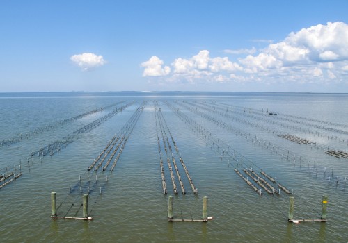 The Fascinating History of Oyster Farming in Alabama