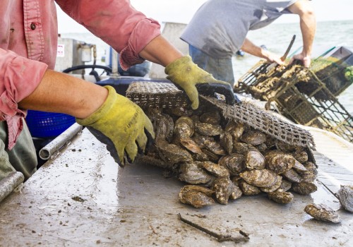 Oyster Farming and Cultivation: A Revolution in Fairhope, Alabama