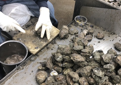 Rebuilding the Oyster Industry in Fairhope, Alabama: Challenges and Solutions