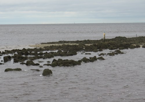 The Benefits of Oyster Reefs for Fairhope, Alabama's Waterways: A Comprehensive Guide