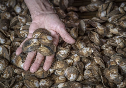 Understanding Oyster Industry Regulations in Fairhope, Alabama